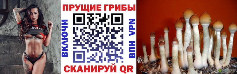 Псилоцибиновые грибы прущие грибы  где купить наркоту  Сегежа 